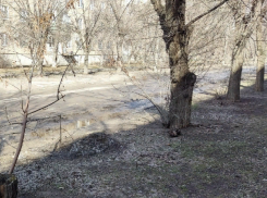 В Волжском ищут вандалов, изуродовавших 8 вязов: ущерб составил полмиллиона