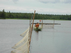 В Волгоградской области за незаконную добычу рыбы осудят двоих мужчин