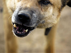 В Волгограде 8-летнюю девочку покусала дворняжка