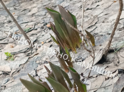 Просыпающиеся от зимы тюльпаны заметили под Волгоградом