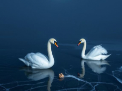 Стало известно о судьбе вмерзших в лед лебедей в Волгограде