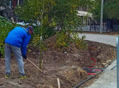 Газоном и озеленением горсада занялись в Волгограде с приходом первых морозов