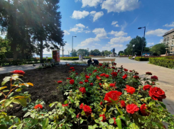 На набережной перед Днем Волгограда спешно высаживают более 3 000 кустов роз
