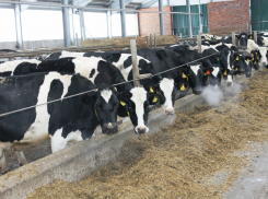 Причиной убийства с сожжением головы в коровнике стала дедовщина на ферме под Волгоградом