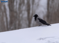 На смену потеплению в Волгоград придут морозы и град