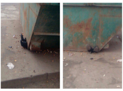 Раздавленным мусорным контейнером человеком пугают волгоградцев