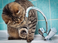 Юг Волгограда на 2 недели вновь останется без горячей воды