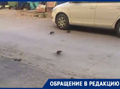 Крысы позвали друзей после жалобы волгоградцев