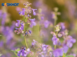 С +9 тепла начинается новая рабочая неделя в Волгограде