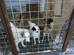 В Волгоградском приюте «Дино» без света и тепла замерзают 150 животных 