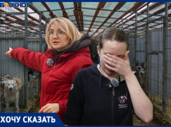 Смерть грозит почти двум тысячам животных в крупнейшем приюте Волгограда