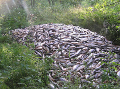 Под Волгоградом за незаконный вылов рыбы осудили 24-летнего браконьера