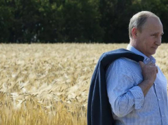 Под Волгоградом засевают поле для Владимира Путина