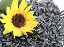 В Михайловке похитили семечек почти на 200 тысяч рублей