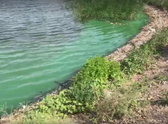 Маленькие дети купаются среди мертвой рыбы на Ангарском пруду в Волгограде