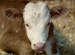Волгоградский зоопарк спас умирающего теленка