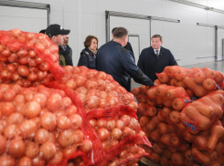 Накормим борщом всех: в Волгоградской области разрабатывают программу развития семеноводства