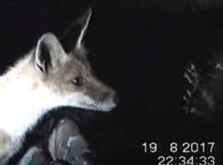 Бесстрашный и голодный лисенок попал на видео в лагере уфологов на Медведицкой гряде