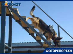 Следить за порядком и искать взрывчатку будет своя конная полиция и кинологическая служба в Волгограде