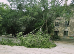 Ночной шторм массово повалил деревья в Волжском и Волгограде