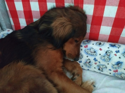 Мокрый снег с метелью обещают синоптики жителям Волгограда и области