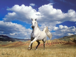 Под Волгоградом двое рецидивистов украли и убили жеребца   