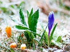 Экстренное предупреждение: в Волгоградской области ожидаются заморозки