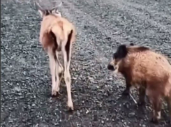 Звездами фермы волгоградского миллиардера стали русские Тимон и Пумба