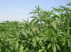 В Волгоградской области продолжается операция «Мак»