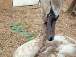 Прокушена шея и нет глаза: оставшегося на зимовку лебеденка спасают в Волгограде 