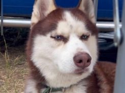 «Мы даже ночевали в поле»: исчезновение хаски полгода расследуют в Волгограде