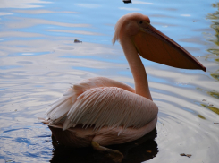 Древний розовый пеликан исчезает из Волгоградской области