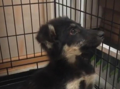 Вратарь московского «Динамо» и Ольга Орлова присоединились к спасению щенка, сбитого на Спартановке в Волгограде