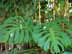 Жителям Волгограда предлагают полюбоваться и попробовать монстеру лакомую