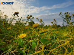 В Волгограде на месте рынка «Рассвет» появится парковая зона
