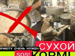 В Волгограде продолжают спасать приют, хозяйка которого переболела двусторонней пневмонией