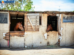 «Разрушать – не строить», – волгоградский общественник о сносе конюшни с лошадьми в «Сосновом бору»