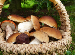 В Волгоградской области школьник поел грибов и попал в реанимацию 