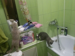 Волгоградцы застукали кошек за чисткой зубов и водными процедурами