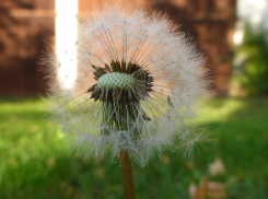 В Волгоградской области жара немного отступит - воздух прогреется до +25º