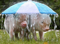 Сильный ветер пригнал проливные дожди в Волгоградскую область