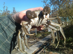 Рыбак под Волгоградом выловил огромного китайского мохнатого краба