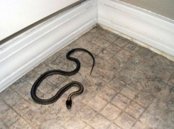 Спасатели поймали змею в помещении коммерческой компании в Волгограде