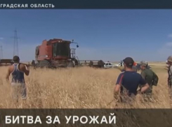 Скандал федерального масштаба: у волгоградских крестьян неизвестные «отжимают» зерно на 100 миллионов рублей