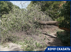 Волгоградец записал видео с места, где на его автомобиль упало дерево