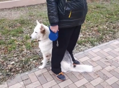 «Иди домой, к жене»: собачники набросились на волгоградца за критику выгула без поводков