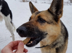  Жители Волгограда с помощью бега накормят бездомных животных