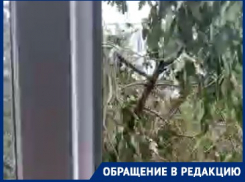 Зловещие ветки, вонь и последствия капремонта: волгоградцы жалуются на ЖКХ