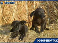 400 брошенных собак с добрыми глазами в волгоградском приюте попали в объектив фотографа