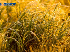 Первый день октября для волгоградцев будет дождливым и ветреным